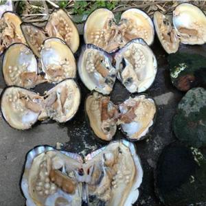 Ostrica d'acqua dolce molto grande <span class=keywords><strong>con</strong></span> 20-25 perle all'interno di una sola ostrica da 5-7 mm 1184427 - Product Image 2