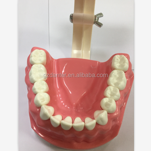 2 lần lớn Dành Cho Người Lớn Nha Khoa Đánh Răng Mô Hình với bàn chải đánh răng cho demontration - Product Image 3