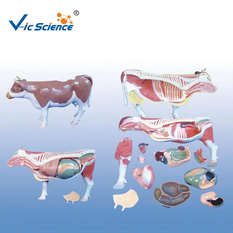 Dissection Cattle Cow Anatomy Anatomical Model for Teaching (18 parts) Schools use