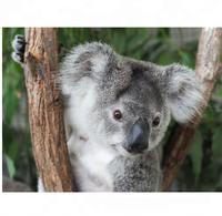 ICTI certificat fabricant peluche peluche Mini Chipmunk jouet/peluche réaliste koala jouet pour le marché Aus/peluche mignon