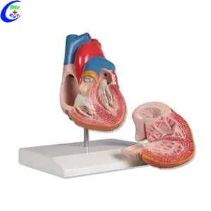 Anatomía corazón humano modelo