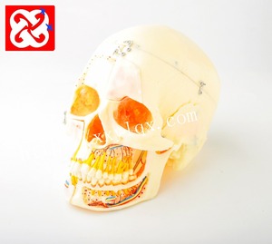 Schedel model met slot zenuw slagaders en sinussen - Product Image 1