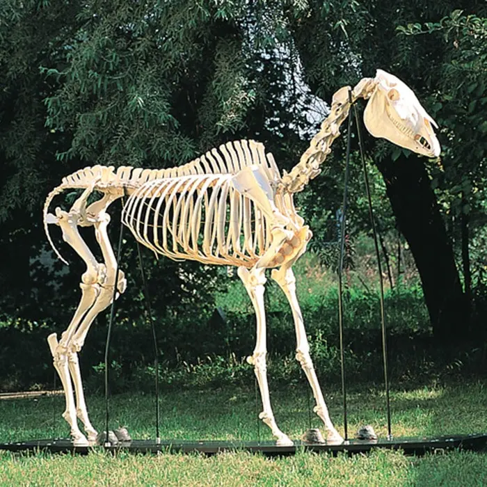 Modelo de esqueleto de caballo de tamaño real, exhibición de ciencia, a la venta