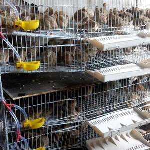 Thiết Kế Nhà Gia Cầm Và Chim Cút Lớp Thiết Bị Cho Gia Cầm Chim Cút Nông Dân - Product Image 5