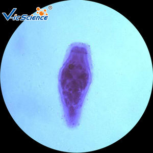 مجموعة مختلطة من الشرائح الخاصة بالعلوم الطبية لطفيليات الأطفال التي يتم تحضير ميكروسكوب الطفيلي منها - Product Image 3