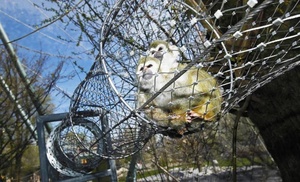 Clôture de Protection des tigres, en acier inoxydable, clôture de câbles en fil Inox, <span class=keywords><strong>Cage</strong></span> avec maille pour animaux, Zoo - Product Image 5