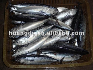 Thon gelé Bullet Produit de <span class=keywords><strong>poisson</strong></span> de qualité supérieure - Product Image 3