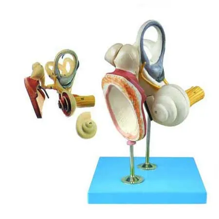 Model Anatomi Telinga Bagian Dalam dan Augite, Model Anatomi Labirin Telinga Bagian Dalam, telinga Sistem Pendengaran Model