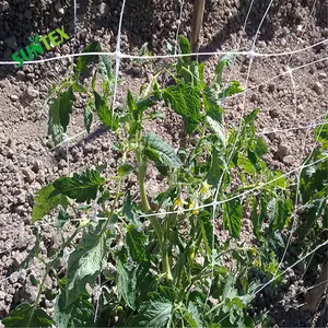 Filet de soutien <span class=keywords><strong>pour</strong></span> plantes de 15*15 cm, maille en plastique solide <span class=keywords><strong>pour</strong></span> plantes grimpantes, filet de grimpement <span class=keywords><strong>pour</strong></span> plantes grimpantes de couleur verte - Product Image 1