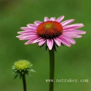 High Quality <strong>Pure</strong> <strong>Natural</strong> Plant Powder <strong>Echinacea</strong> <strong>Purpurea</strong> <strong>Extract</strong> in Bulk