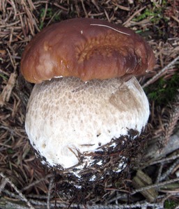 Detan rey salvaje setas <span class=keywords><strong>boletus</strong></span> - Product Image 5