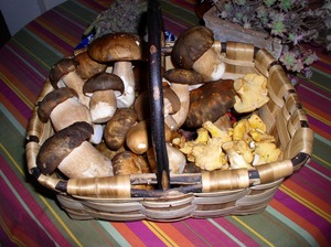 Detan salvaje fresco setas <span class=keywords><strong>boletus</strong></span> producción - Product Image 5
