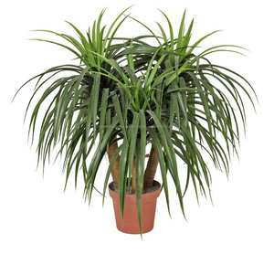 Plantas de maceta planta de <span class=keywords><strong>yuca</strong></span> artificiales pequeño bonsai <span class=keywords><strong>árbol</strong></span> artificial plantas - Product Image 4