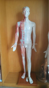 yaşam boyutu 180 cm akupunktur modeli musucle - Product Image 5