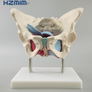 Weibliches Becken modell mit Muskeln und Organen Becken Anatomisches Skelett modell - Product Image 2