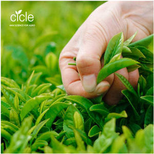 Extratos de Plantas Semente de Chá 30% Saponina de Chá Líquida Usada em Campos de Golfe para Eliminar Insetos - Product Image 5