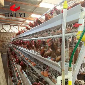 蛋鸡使用鸡电池笼在阿尔及利亚销售