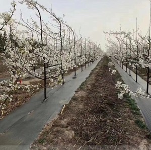 Nhà Máy Cung Cấp PP Dệt Cỏ Dại Kiểm Soát Mat/Mặt Đất Bìa Lưới Vải/Nông Nghiệp Đen Nhựa Mặt Đất Bìa - Product Image 4