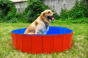 Portatile Pieghevole Del Cane Vasca da bagno Pet Dog Nuoto <span class=keywords><strong>Piscina</strong></span> di Plastica Estate Pet Pulizia & Grooming Prodotti per <span class=keywords><strong>Cani</strong></span> Prodotti Da Bagno Per - Product Image 4