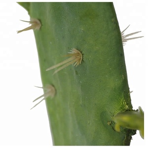 Châu Phi Phong Cách Sa Mạc 46Cm Cây Xương Rồng Giá Cây Xương Rồng Cây Xương Rồng Trang Trí Trong Nhà - Product Image 3