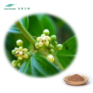 Gymnemic Acid Gymnema Sylvestre Extract Gymnema Sylvestre Leaf Powder