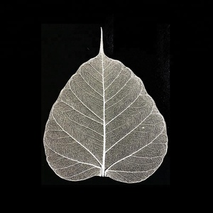 Lá Xương Cây Bồ Đề - Product Image 4