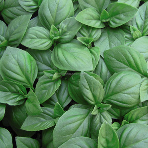 2014 best wholesaler  for fresh basil/sweet basil/holy basil