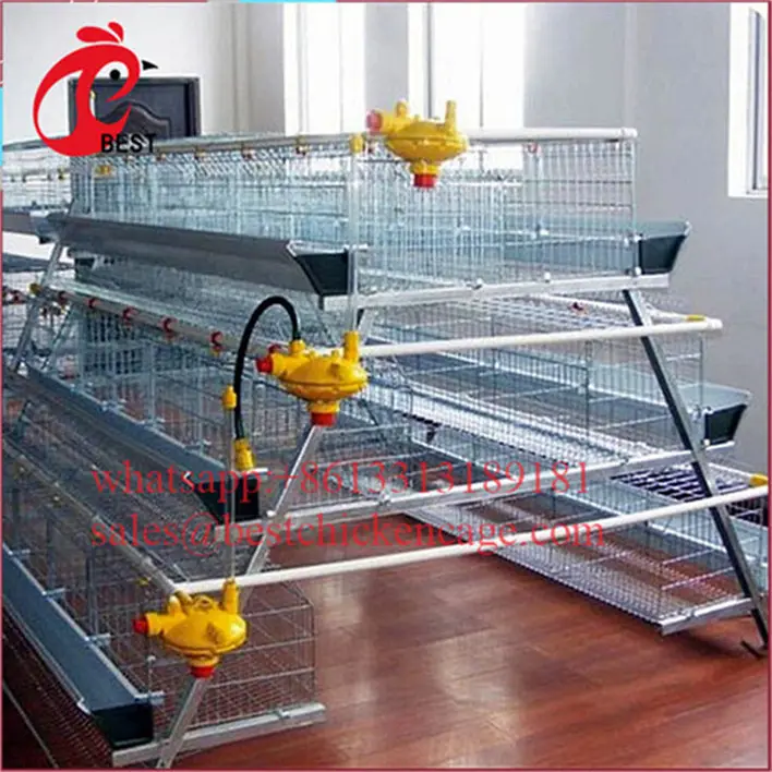 Fully Automated galvanized rooster cage poultry farm equipment sale automatic feeding system livestock for wholesales