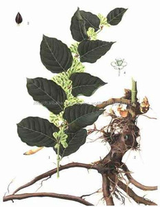 Gmp naturel de haute qualité Tran - resvératrol / géant <span class=keywords><strong>renou</strong></span>ée extrait poudre - Product Image 2