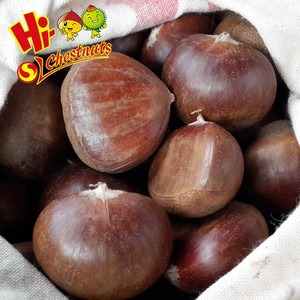 New Crop Fresh <strong>Chestnuts</strong>--Dandong <strong>Chestnuts</strong> in Big Size - Product Image 2
