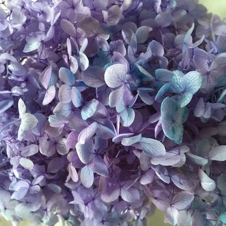 Hfloral flor seca para decoração ocasional, venda quente de alta qualidade 20 g/caixa cor dupla preservada hortência seca