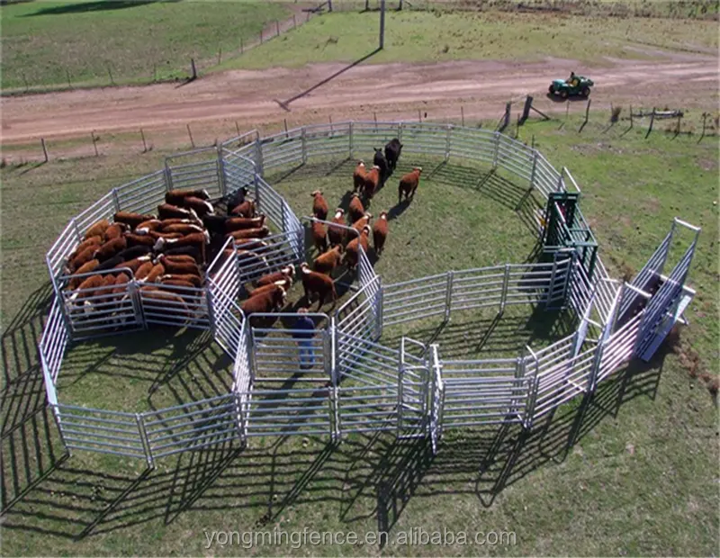 Australie panneau de bétail