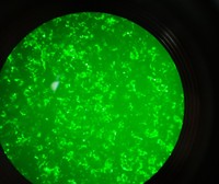 Pour le microscope de laboratoire biologique d'éclairage halogène à fluorescence inversée optique EOC avec grossissement 400x pour une utilisation en laboratoire