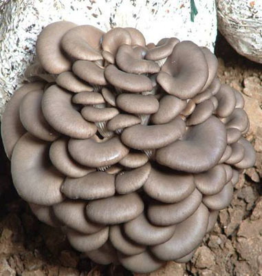 Des Aliments sains de Haute Qualité oyster extrait liquide