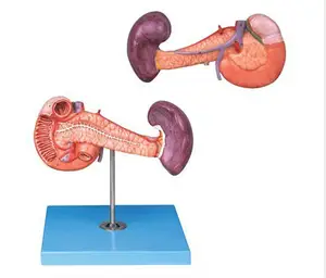 Pankreas anatomik modeli dalak ve duodenum