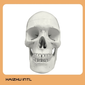 Mô Hình Sọ Giải Phẫu Y Tế Người - Product Image 2