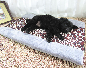 <strong>Double</strong> Use Indoor Cat House Mat Soft Warm Luxury <strong>Dog</strong> Pet Mat Cat Cave <strong>Bed</strong> - Product Image 3