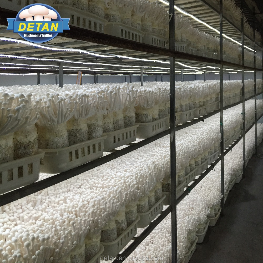 Detan Haixian Бревна икры семена грибов на продажу