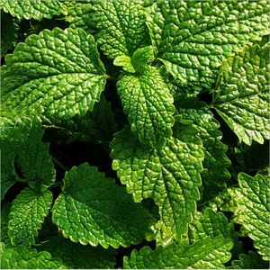 Ning Meng Xiang Feng Ye Nouvelle Récolte d'Herbes Épices <span class=keywords><strong>Feuilles</strong></span> de Mélisse Séchées - Product Image 4