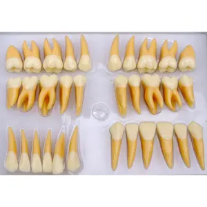 Dental Twice Permanent Teeth model