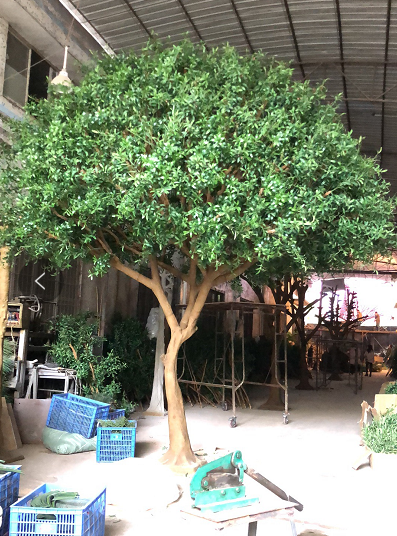 Albero