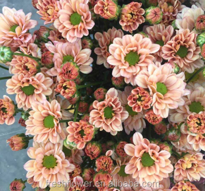 ดอกเบญจมาศสดที่มีสีสันจากฟาร์มจีนขายส่งในตอนนี้ขายตลอดเวลาจาก Kunming - Product Image 4
