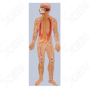 אדם גוף עצבים מערכת אנטומי דגם פלסטיק אדם דגם