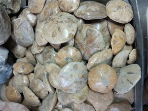 Tự Nhiên Echinoid Sao Cá Hoặc Cát Đô La Hóa Thạch Sinh Học Mẫu Vật Khoáng Vật Cho Trang Trí, Quà Tặng - Product Image 3