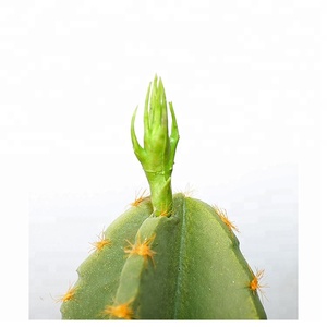 Offerta Speciale: Fiori di <span class=keywords><strong>Cactus</strong></span> in Plastica EPE da 33 cm con Piccole Pietre nel Vaso - Product Image 5