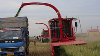 Prix de la mini moissonneuse-batteuse à ensilage 9QZ-2400, machine à couper le blé