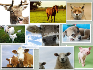 Electric <strong>Fence</strong> <strong>Animal</strong> Fencing <strong>Netting</strong> for Goat Farming - Product Image 6