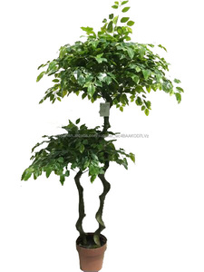 Hight calidad <span class=keywords><strong>ficus</strong></span> microcarpa <span class=keywords><strong>bonsai</strong></span> árboles con <span class=keywords><strong>precio</strong></span> barato - Product Image 1