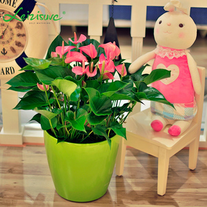 Pots <span class=keywords><strong>de</strong></span> fleurs Leizisure, pots auto-arrosants d'intérieur, systèmes hydroponiques, pots à arrosage automatique - Product Image 5