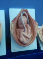 Modelo Anatómico del Desarrollo del Feto para Exhibición